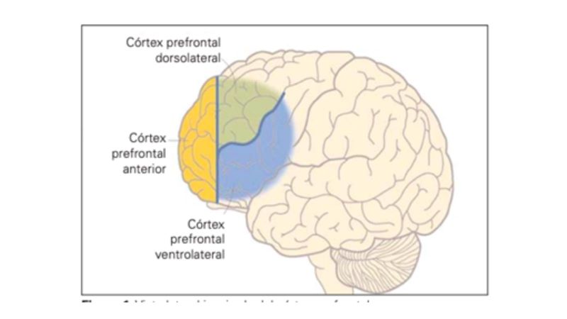 Figura 2. Prefrontal